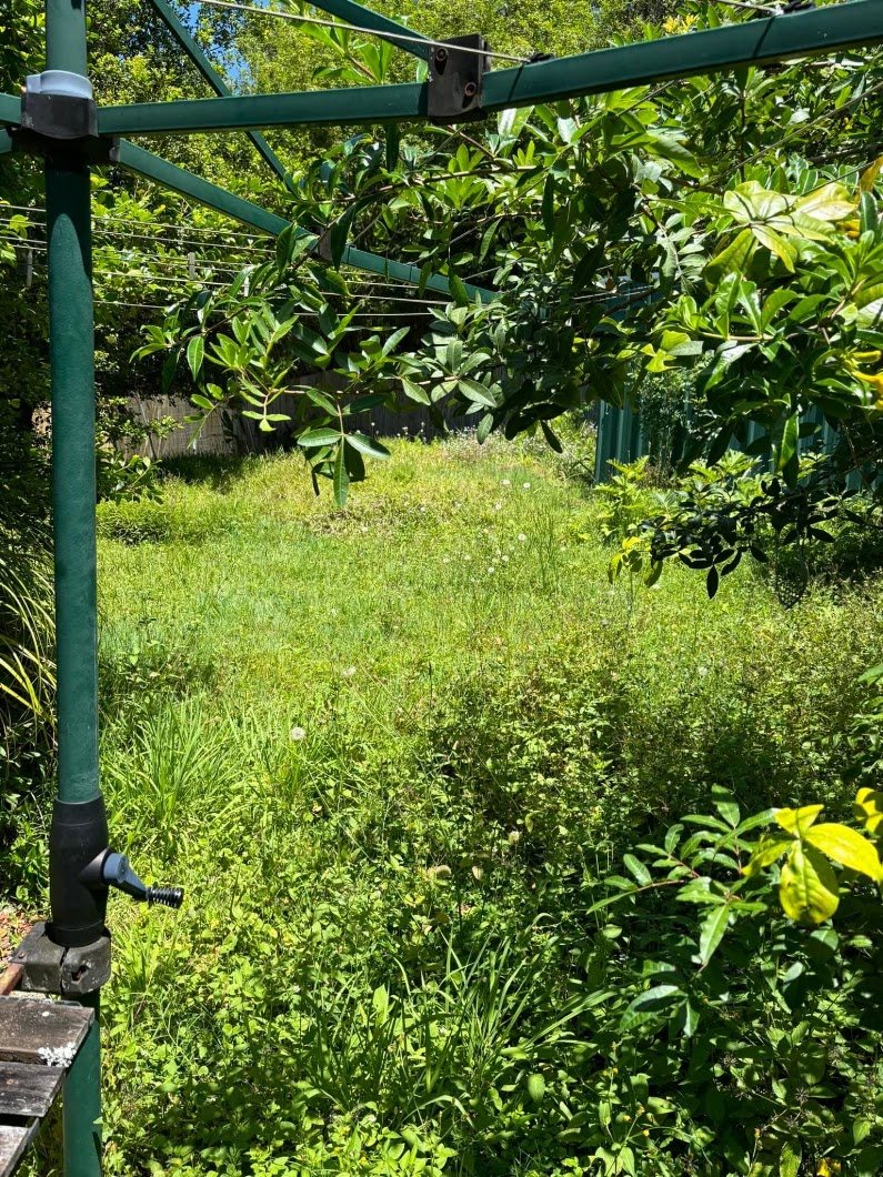 Overgrown garden before mowing and clean-up